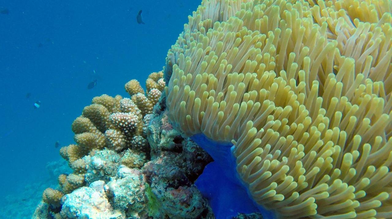 Ocean Village Maldives Holhudhoo Exterior foto
